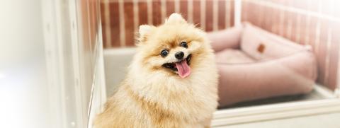 4 เคล็ดลับฝากเลี้ยงน้องหมาอย่างไรให้อุ่นใจ