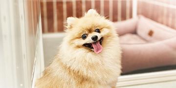 4 เคล็ดลับฝากเลี้ยงน้องหมาอย่างไรให้อุ่นใจ