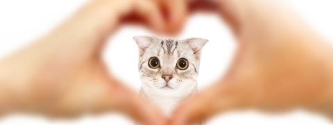 ภาษารักฉบับเหมียวๆ ท่าทางแบบไหนที่แมวบอกว่ารัก