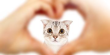 ภาษารักฉบับเหมียวๆ ท่าทางแบบไหนที่แมวบอกว่ารัก