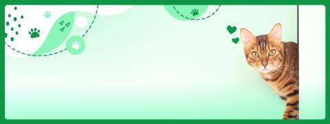 เลี้ยงแมวระบบปิดยังไงให้สุขใจทั้งนายและทาส