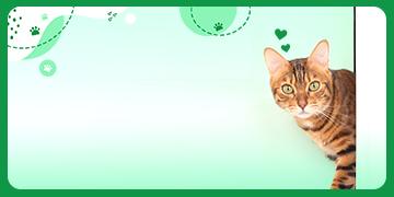 เลี้ยงแมวระบบปิดยังไงให้สุขใจทั้งนายและทาส