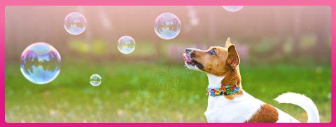 4 เรื่องที่มักจะโดนเข้าใจผิดในการป้องกันข้อมูลส่วนตัวให้น้องหมา 