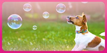 4 เรื่องที่มักจะโดนเข้าใจผิดในการป้องกันข้อมูลส่วนตัวให้น้องหมา