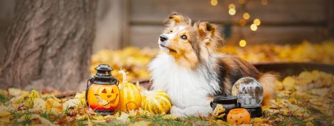 เห็บ หมัด_ แวมไพร์จิ๋วตัวสร้างเรื่อง-1440x542