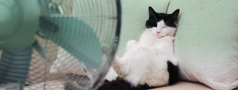 AW_FRONTLINE_Banner_ปัญหาที่มักเกิดกับแมวเมื่ออากาศร้อน