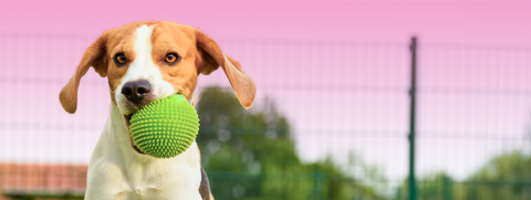 AW_FRONTLINE_Banner_3 วิธีป้องกันอันตรายให้น้องหมาในหน้าร้อน