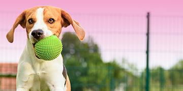 AW_FRONTLINE_Banner_3 วิธีป้องกันอันตรายให้น้องหมาในหน้าร้อน