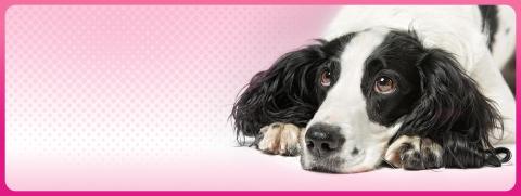 FL_Destop Thumbnail_การกลับมาของพยาธิเม็ดเลือด