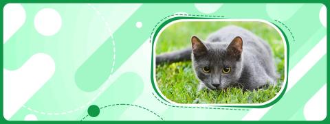 FL_Destop_น้องแมวเป็นนักล่าจริงไหม? 