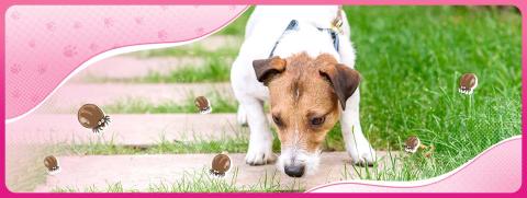 FL_5 สิ่งที่คนเลี้ยงน้องหมาต้องรู้เกี่ยวกับ เห็บ_Destop Thumbnail.jpg