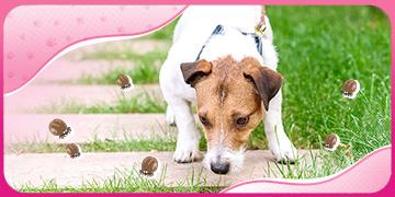 FL_5 สิ่งที่คนเลี้ยงน้องหมาต้องรู้เกี่ยวกับ เห็บ_Moblie Thumbnail.jpg