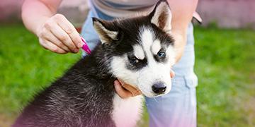 pic Thubmnail pic ทำไมถึงควรหยด FRONTLINE TRI-ACT ก่อนเห็นตัวยุงเห็บหมัด-360x180.jpg