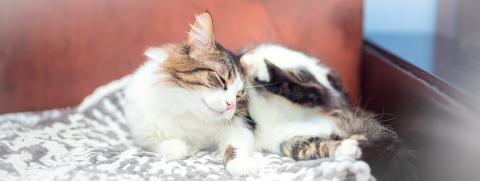 pic Thumbnail ไขข้อสงสัย ทำไมแมวระบบปิด ถึงยังติดเห็บหมัด-1440x542.jpg