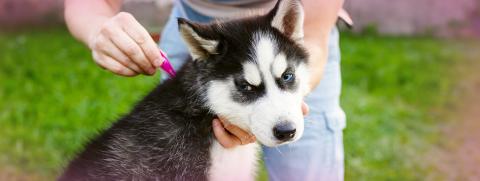 pic Thumbnail pic ทำไมถึงควรหยด FRONTLINE TRI-ACT ก่อนเห็นตัวยุงเห็บหมัด-1440x542.jpg