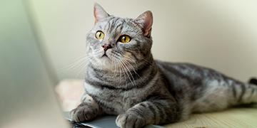 FL_july_จริงหรือมั่ว ความเชื่อเกี่ยวกับน้องหมาในหน้าฝน_Mobile Banner_360x180 px-thumbnail[1].jpg