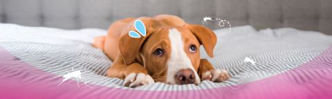 07-Longform-1440x430