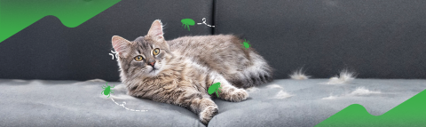 08_Longformแมวขนร่วงเป็นหย่อม_1440x430